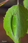 Kleiner Schillerfalter (Apatura ilia)